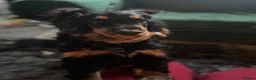 Cocker Spaniel dogs for sale: Show bred cocker spaniel - FOREVER HOME ONLY!  in Leeds - Advert 13