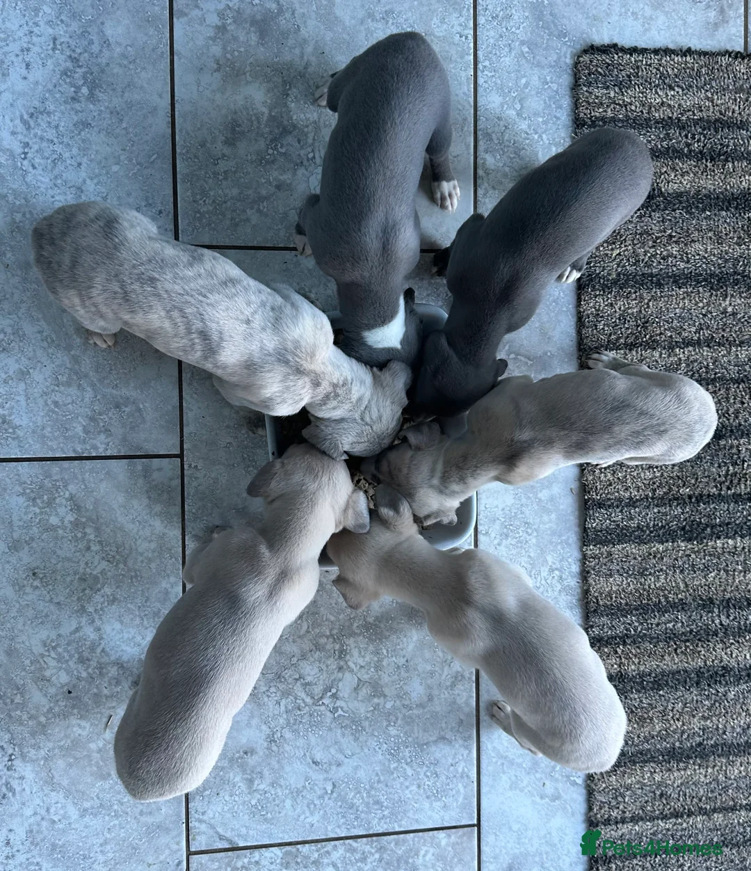 Whippet dogs for sale: Whippet Puppies - Advert 4