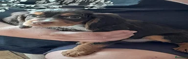 Cocker Spaniel 3
