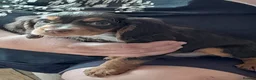 Cocker Spaniel dogs for sale: Ready nowBeautiful working cocker spaniel puppy's  - Advert 5