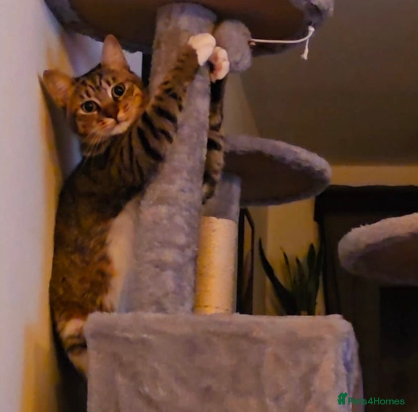 Mixed Breed cats [Indoors Only] Cardini: Absolute Playful Cuddlebug - Advert 4