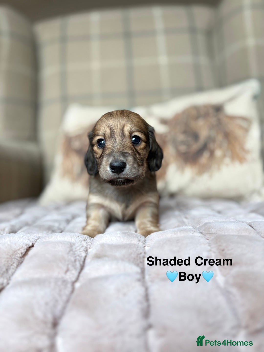 Miniature Dachshund dogs for sale: 🩷LONG HAIRED CREAM DACHSHUNDS🩵 - Advert 15