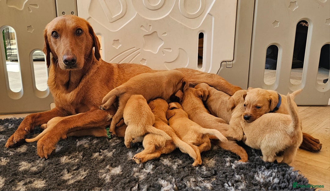 Labrador Retriever dogs for sale: THE LAST KC FOX RED GIRL READY TO LEAVE NOW  - Image 13