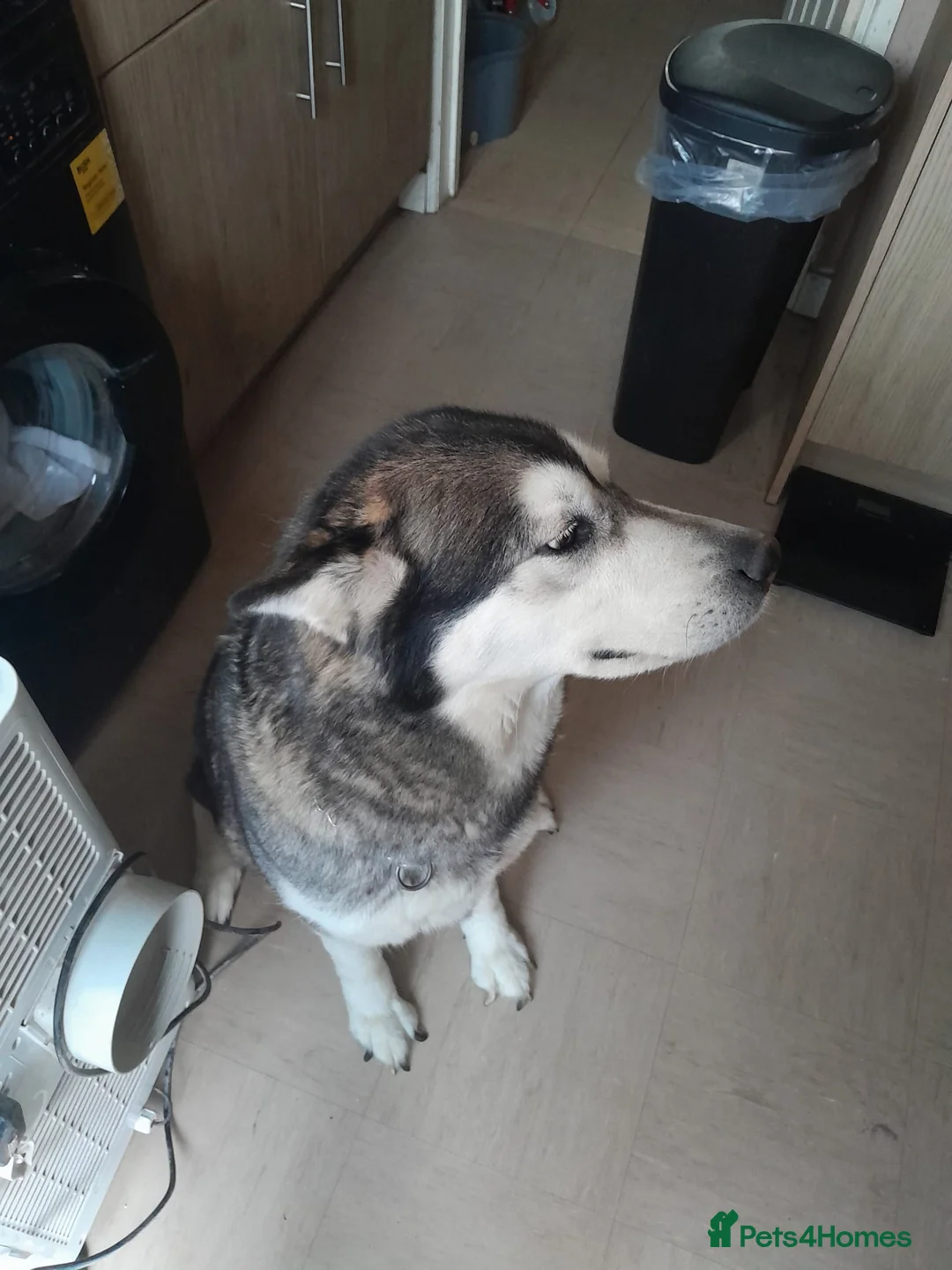 Alaskan Malamute dogs for sale: Alaskan malamute looking for a new home in Dudley - Advert 2
