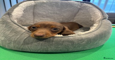 Miniature Dachshund dogs - Advert 6