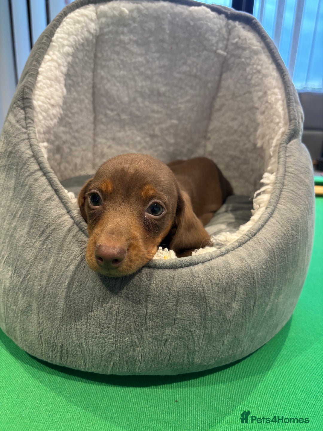 Miniature Dachshund dogs for sale: Minature Dachshund Puppies For Sale  - Image 3