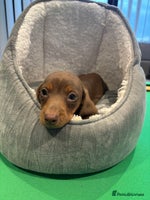 Miniature Dachshund dogs - Advert 9