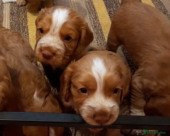 Sprocker dogs Sprocker x Cocker Spaniel Puppies - Advert 10
