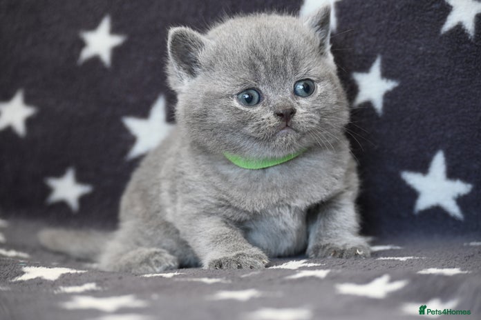 British Shorthair cats - Advert 2