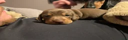 Dachshund dogs for sale: 🐾Adorable Dachshund Boys🐾 - Advert 11