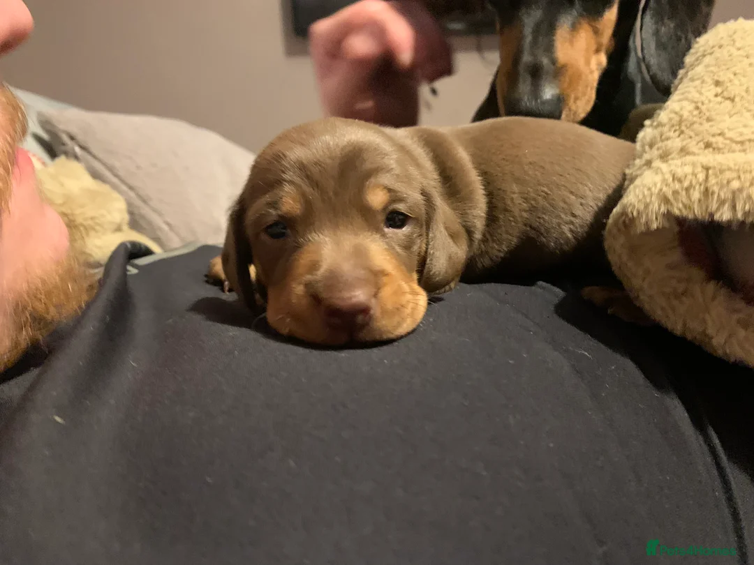 Dachshund dogs for sale: 🐾Adorable Dachshund Boys🐾 - Advert 11