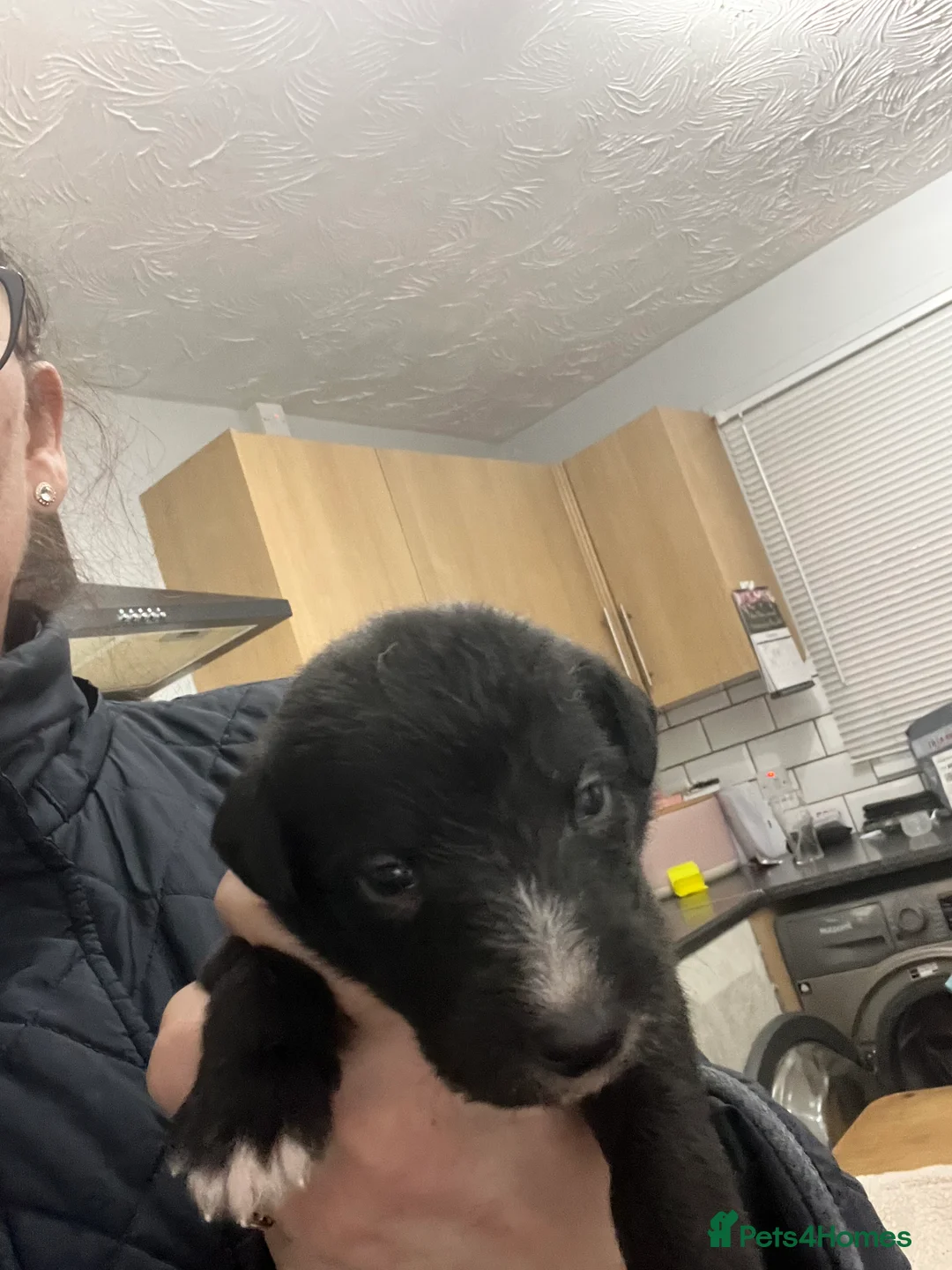 Bedlington Terrier dogs for sale: Beautiful Bedy/whippet Pups in Halstead - Advert 18