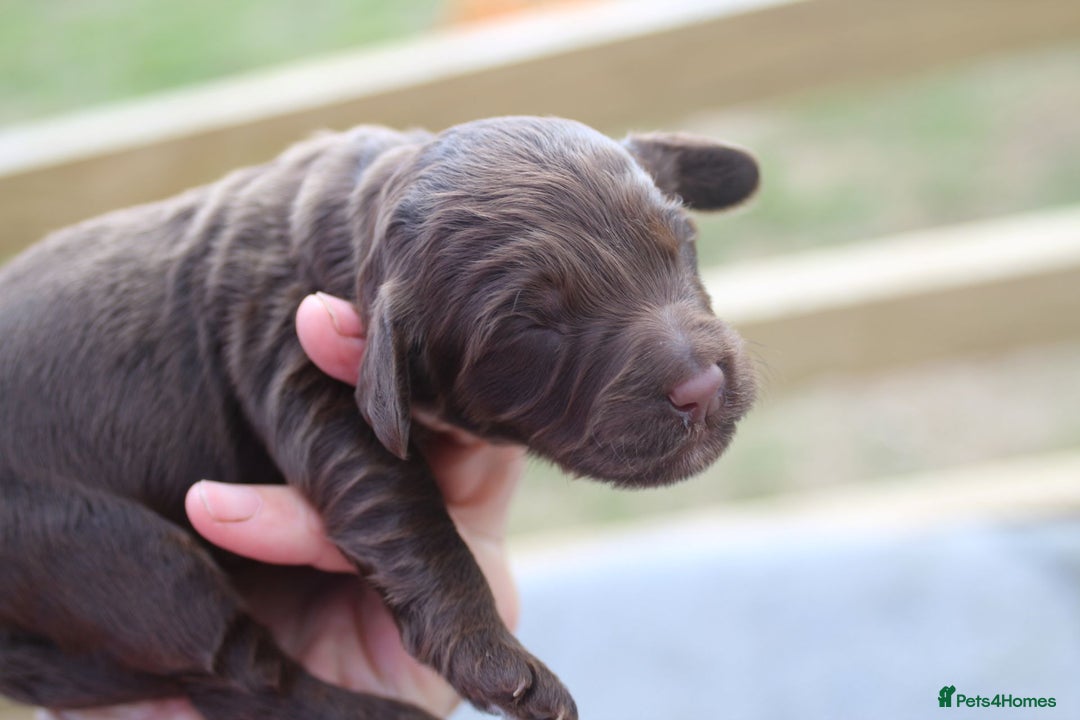 Australian Labradoodle dogs for sale: These pups have it all - Image 3