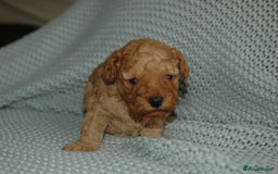 Toy Poodle dogs for sale: Toy Poodle  - Image 4