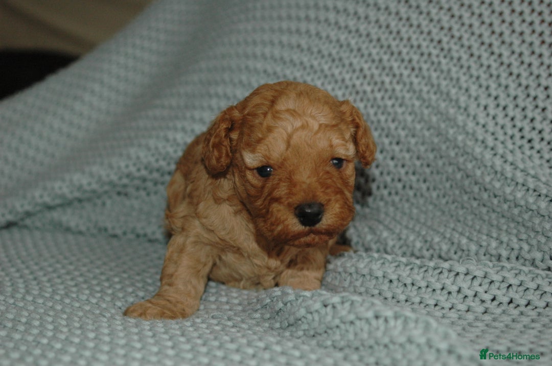 Toy Poodle dogs for sale: Toy Poodle  - Image 4