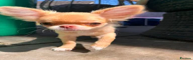 Chihuahua Puppy 1
