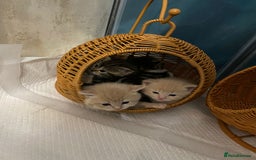 British Shorthair cats for sale: Cute british-shorthair kittens  - Image 17