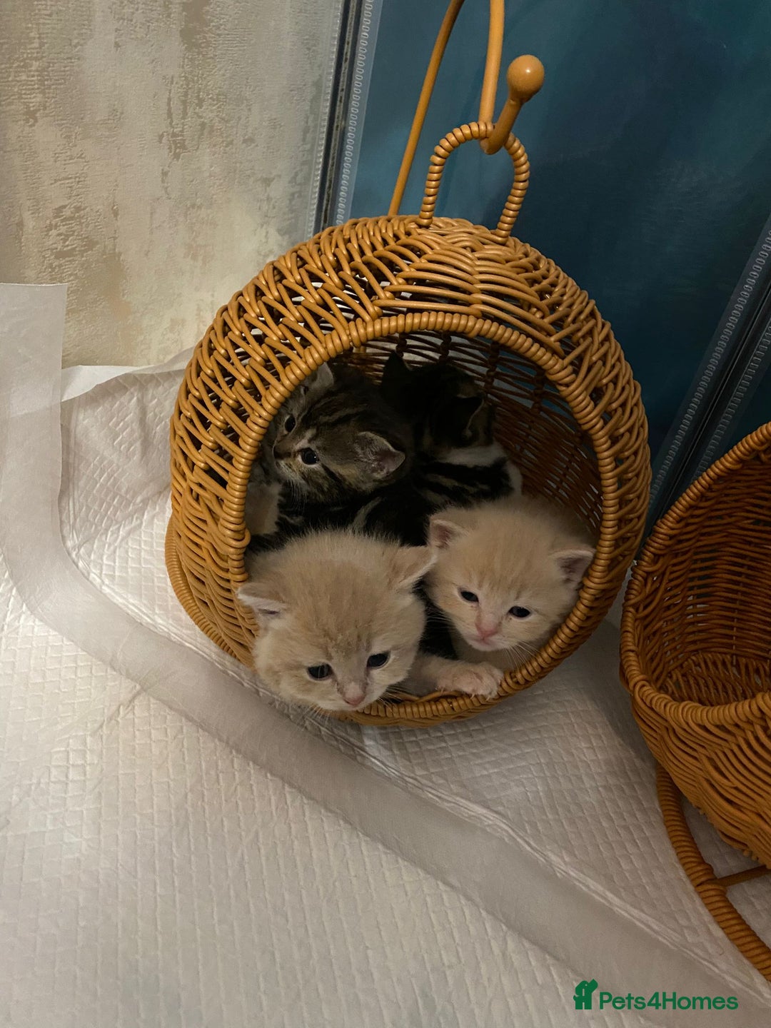 British Shorthair cats for sale: Cute british-shorthair kittens  - Image 17