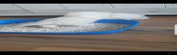 Persian cats for sale: Majestic Persian Chinchilla Kittens - Advert 9