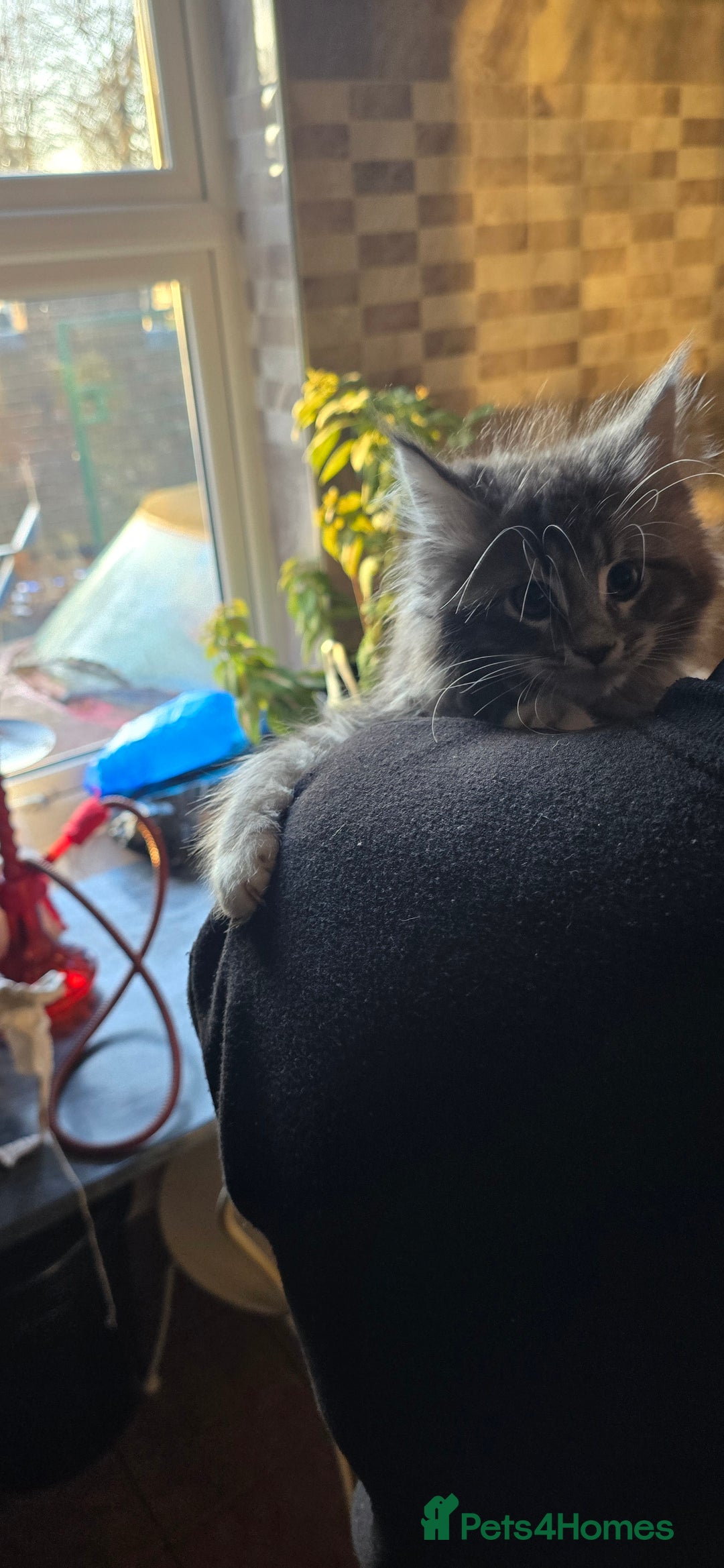 Maine Coon cats for sale: Giant maine coon kittens for sale  - Advert 12