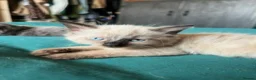 British Longhair cats for sale: Kittens in Romford - Advert 3