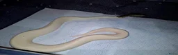 Python Snake reptiles for sale: High pied or panda pied not sure  in Stoke-on-Trent - Advert 5