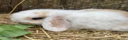Mini Lop rabbits for sale: Mini Plush Lop Babies - Advert 10