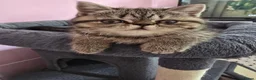 Exotic cats for sale: READY  Now  EXOTIC  GIRLS  - Advert 7