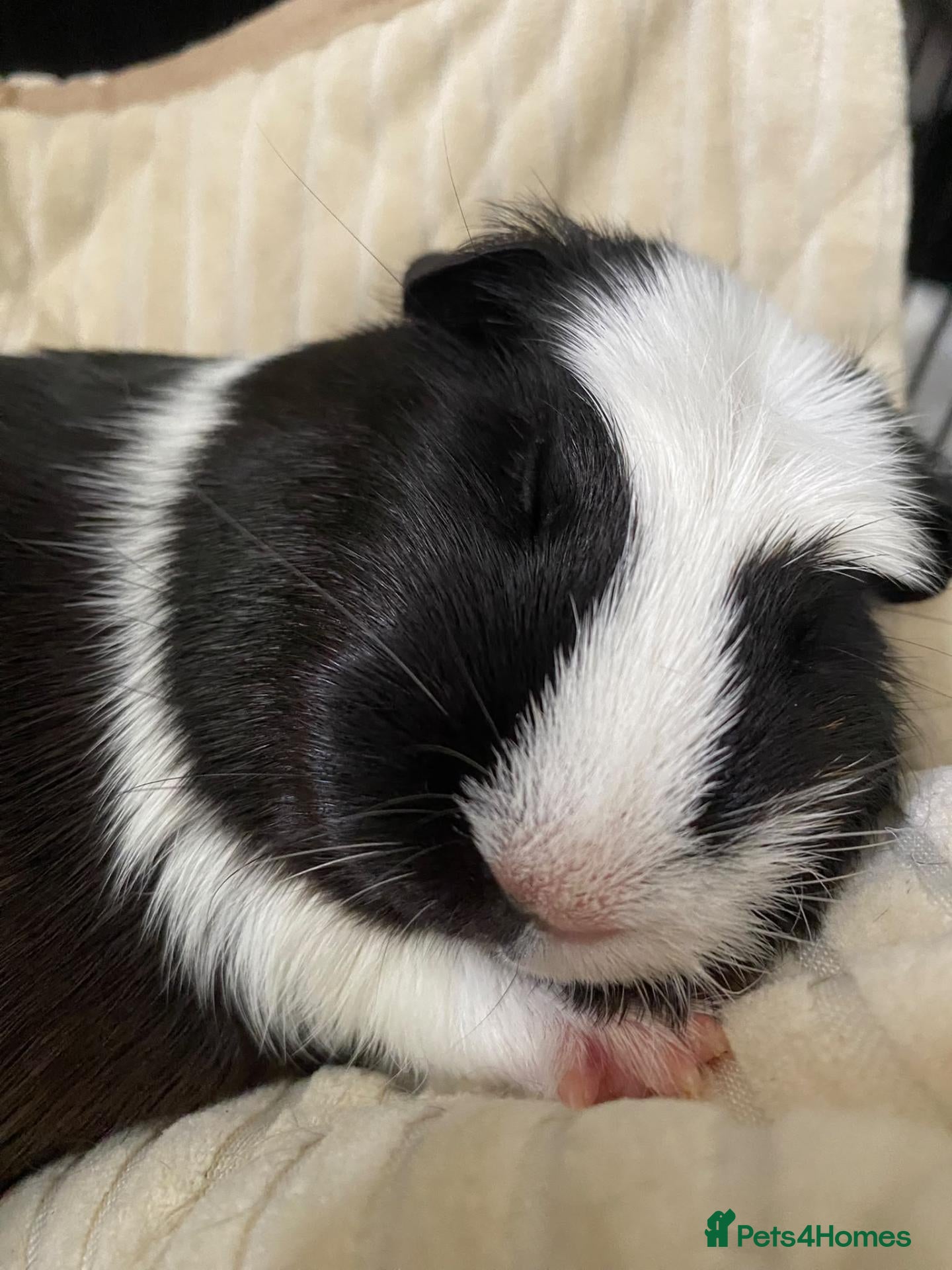 Guinea Pig rodents  Ester and Clover Pair of female guinea pigs  - Advert 2