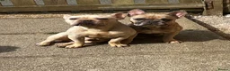 French Bulldog dogs for sale: Female  Merle French bulldog  - Advert 4