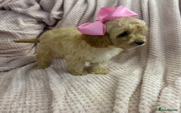 Cavapoo dogs for sale: Beautiful F1 Cavapoo boy & girl puppies - Image 12