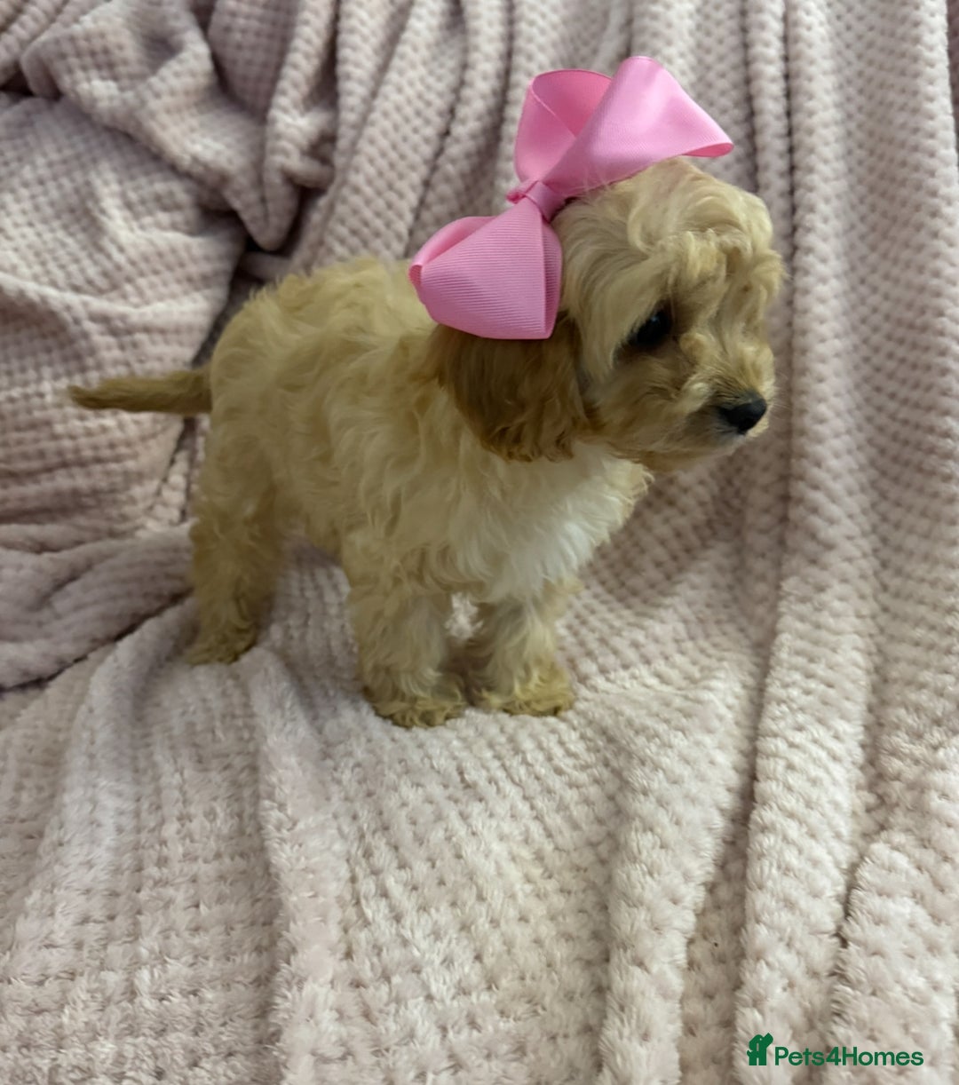 Cavapoo dogs for sale: Beautiful F1 Cavapoo boy & girl puppies - Image 12