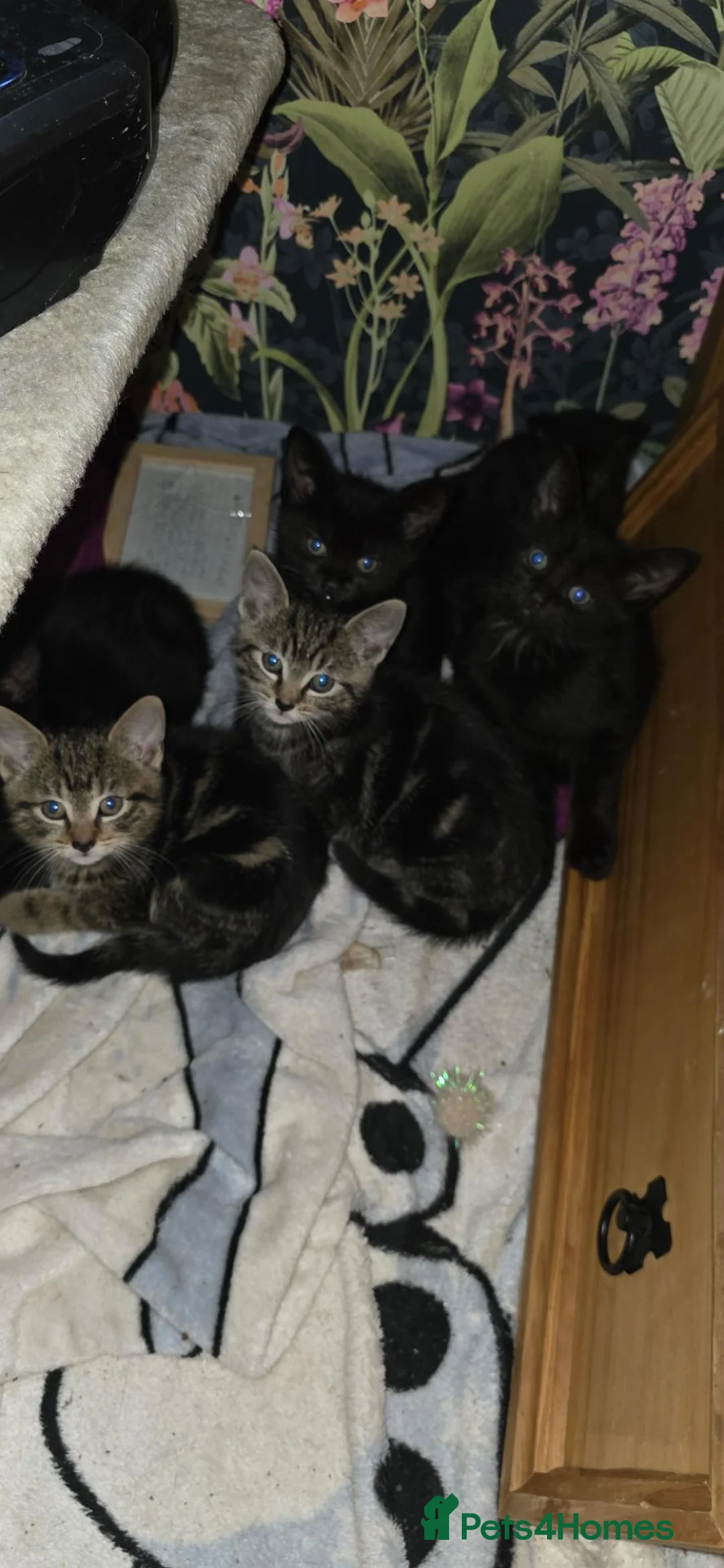 Mixed Breed cats for sale: Kittens ready to go now - Advert 2
