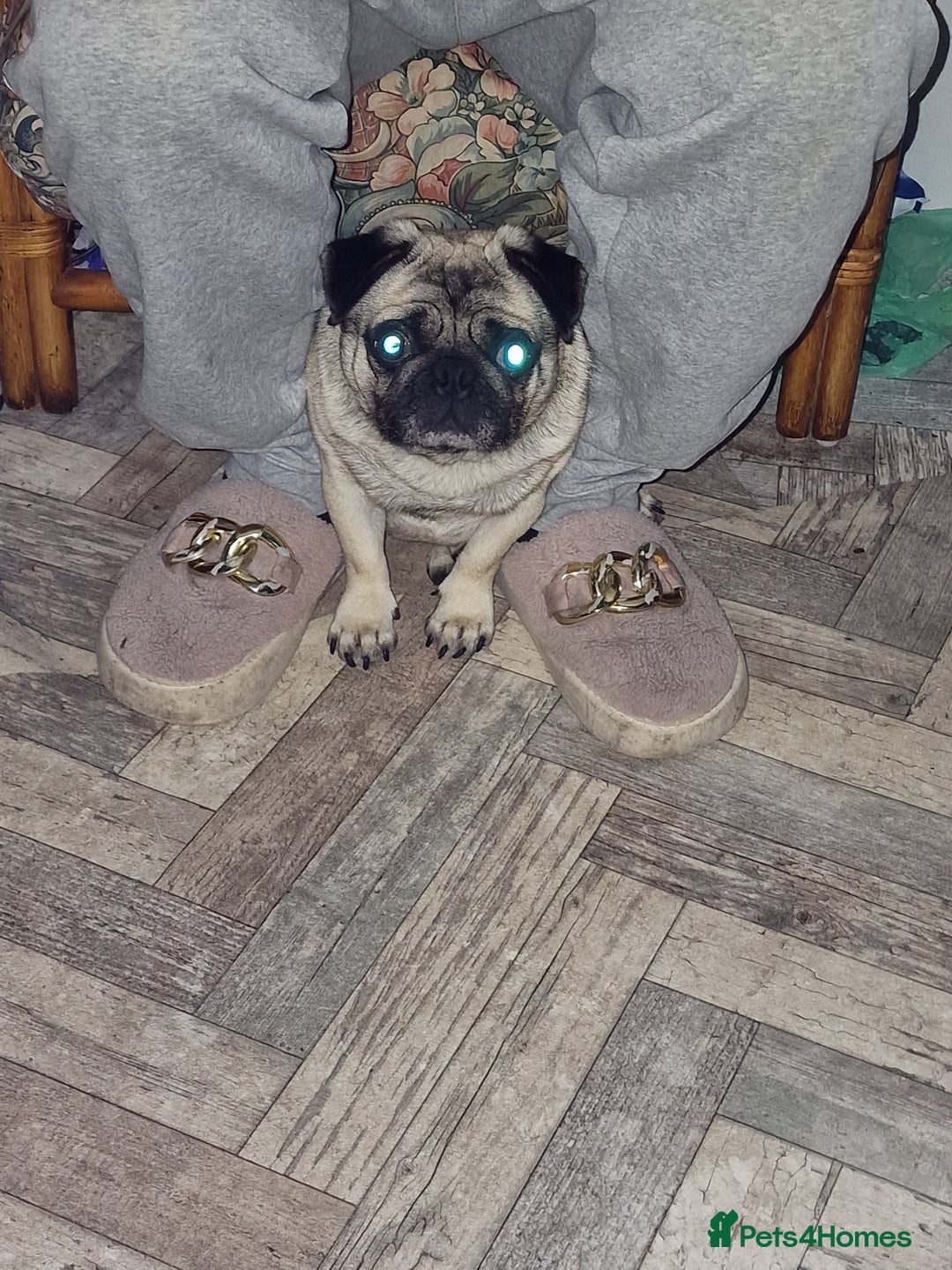 Pug dogs for sale: Basil, 5yr old Pug - Advert 2