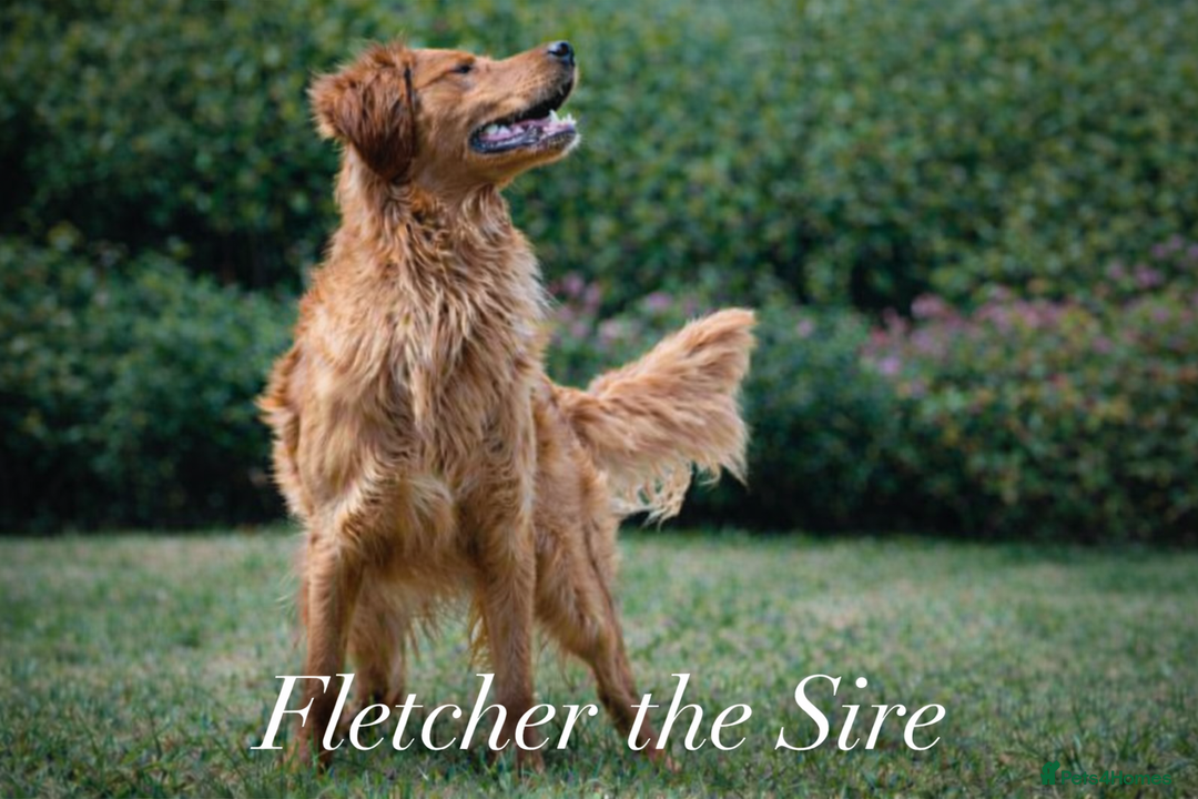 Golden Retriever dogs for sale: KC Golden Retriever Puppies - The Stranger Gang  - Advert 10