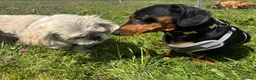 Miniature Dachshund dogs for sale: Nugget in Rowlands Gill - Advert 7