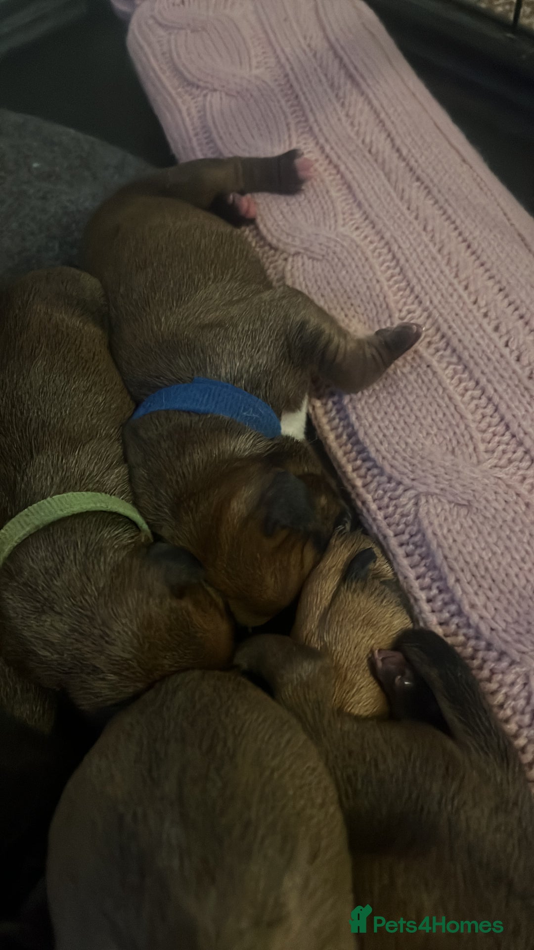 Staffordshire Bull Terrier dogs for sale: Red staffy pups  - Advert 18