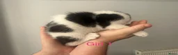 Domestic Shorthair cats for sale: Four beautiful 8 week old kittens for sale - Advert 6