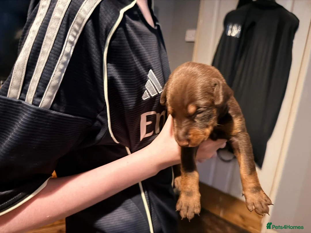 Dobermann dogs for sale: 7 Beautiful Dobermann puppies of mixed colours. in Reading - Advert 12