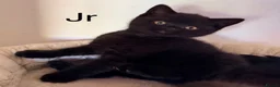British Shorthair cats for sale: Gorgeous black BSH kittens available.  - Advert 21