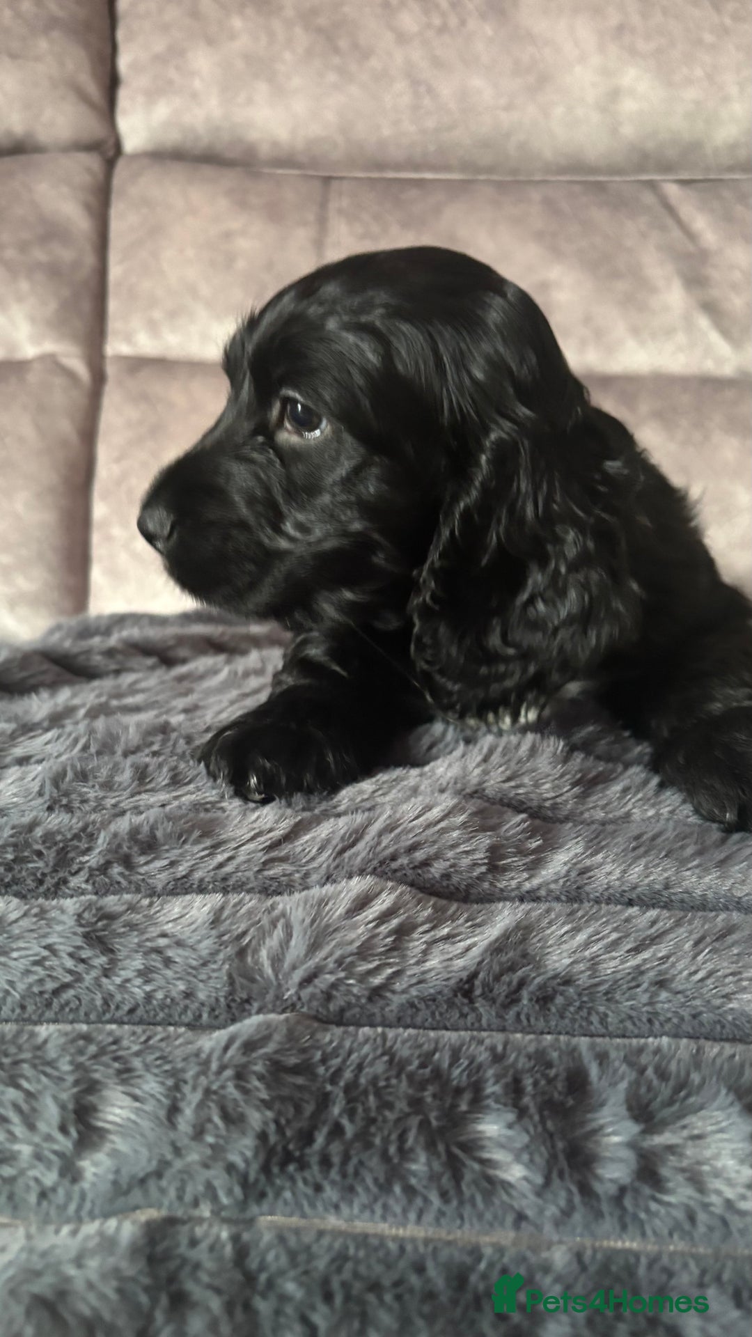 Cocker Spaniel dogs for sale: Show Type Cocker Spaniels - Image 7