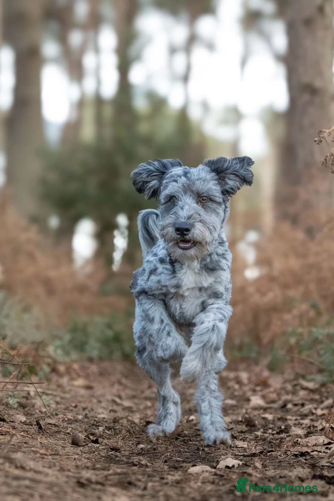 Mixed Breed dogs for sale: ☀️🌙Waiting list open🌙☀️ - Advert 34