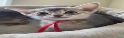 Abyssinian cats for sale: ⚜️Last 2 kittens -Beautiful Abyssinian Kittens🏆 - Advert 5