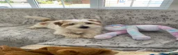 Jack Russell dogs for stud: KC registered Jack Russel Terrier available stud  - Advert 7