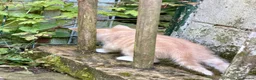 Mixed Breed cats for sale: Gorgeous kittens - Advert 28