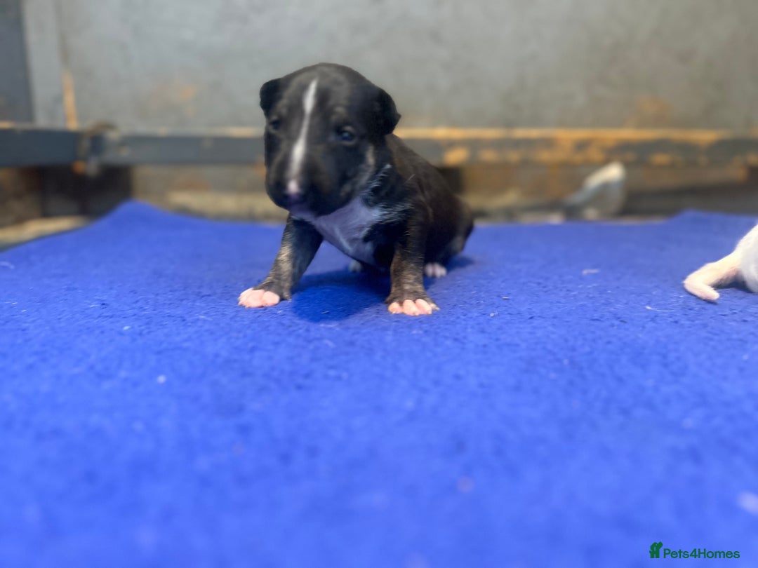 English Bull Terrier dogs for sale: English Bull Terriers Champion Bloodlines  - Image 17