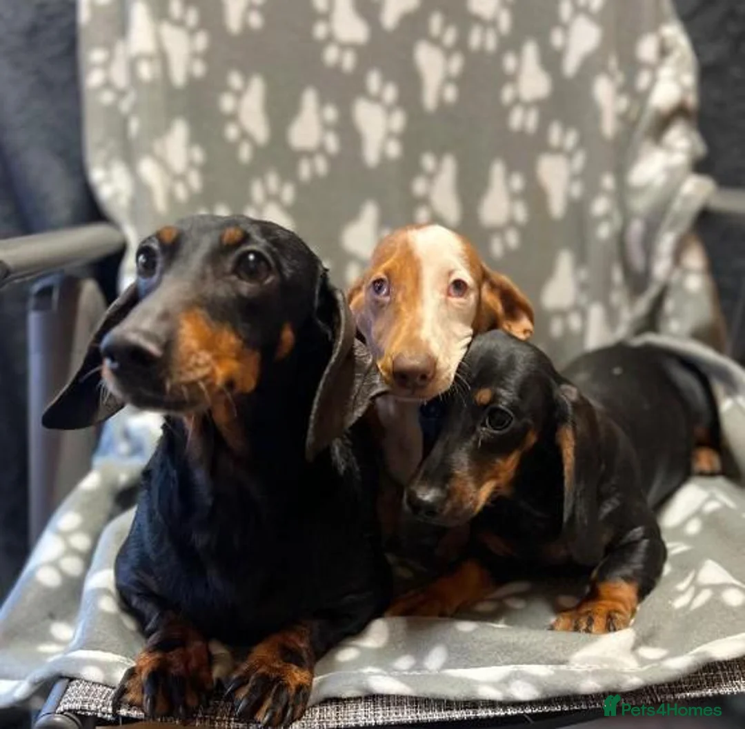 Miniature Dachshund dogs for sale: Beautiful miniature Dachshund puppies  - Advert 1