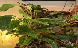 Gecko reptiles for sale: Male Crested Gecko and inclosure. - Image 5