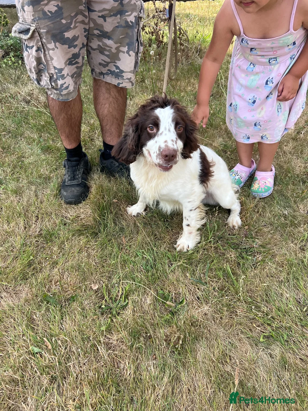 English Springer Spaniel dogs for sale: Springer spaniel  - Advert 7
