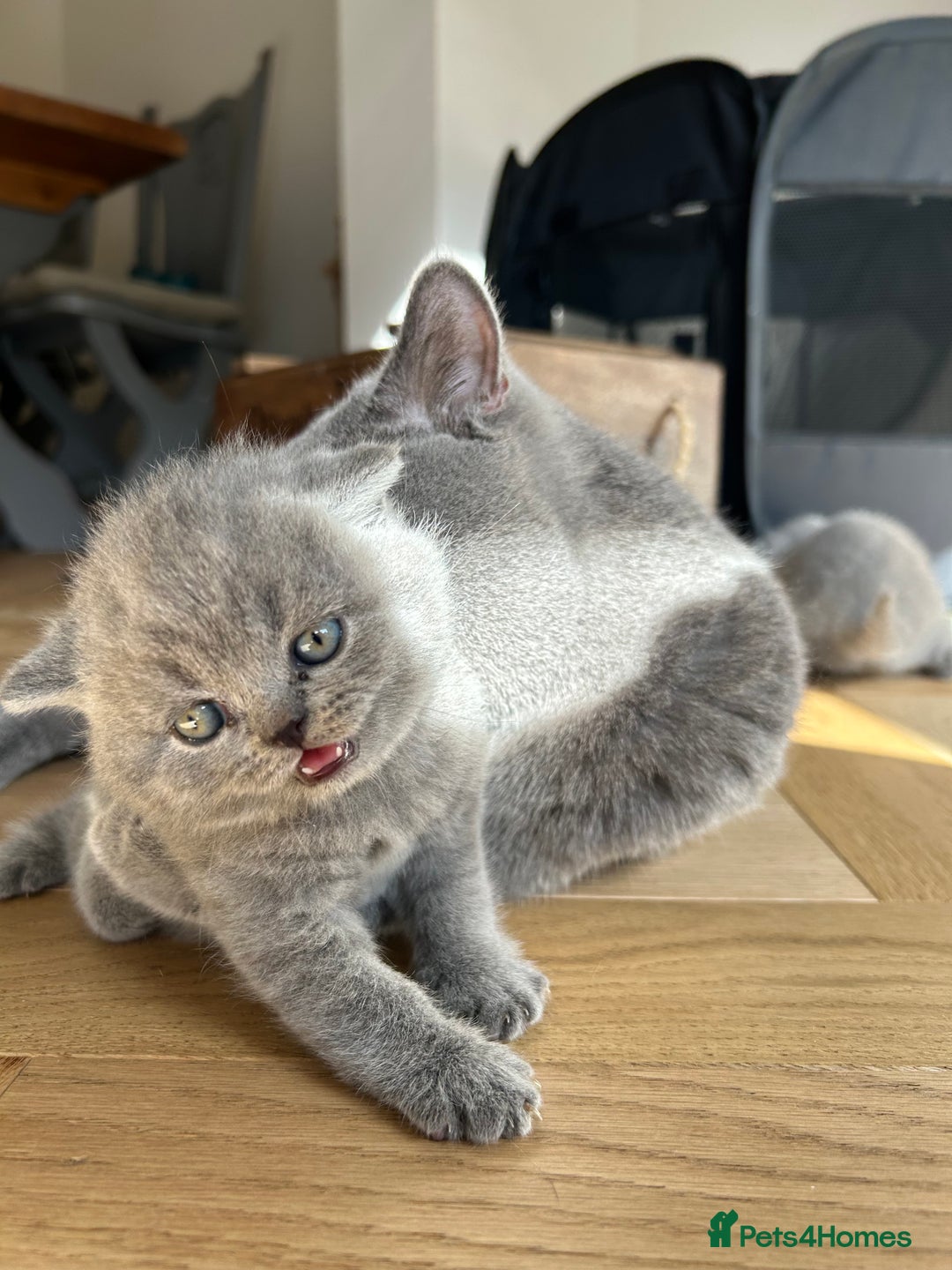 British Shorthair cats for sale: Charming GCCF British Shorthair Kittens 🐈‍⬛  - Image 28